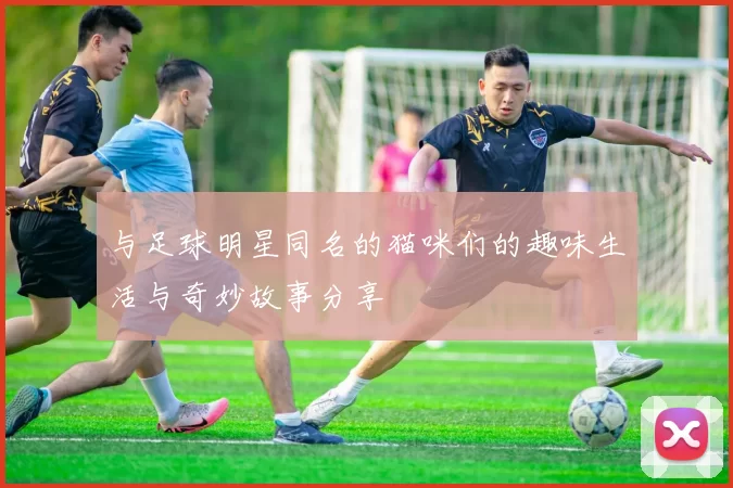 与足球明星同名的猫咪们的趣味生活与奇妙故事分享